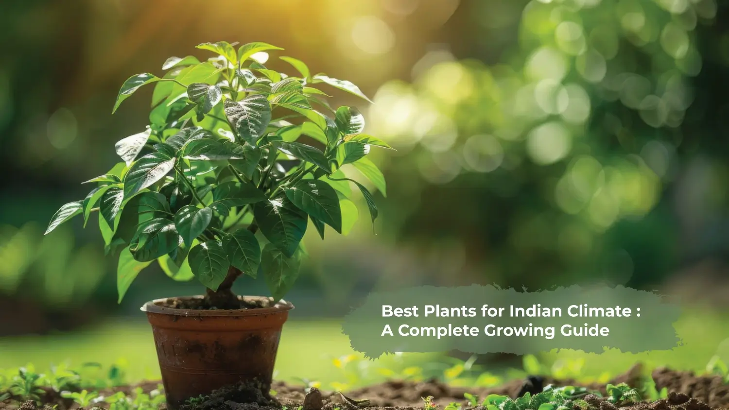 You are currently viewing Best Plants for Indian Climate : A Complete Growing Guide