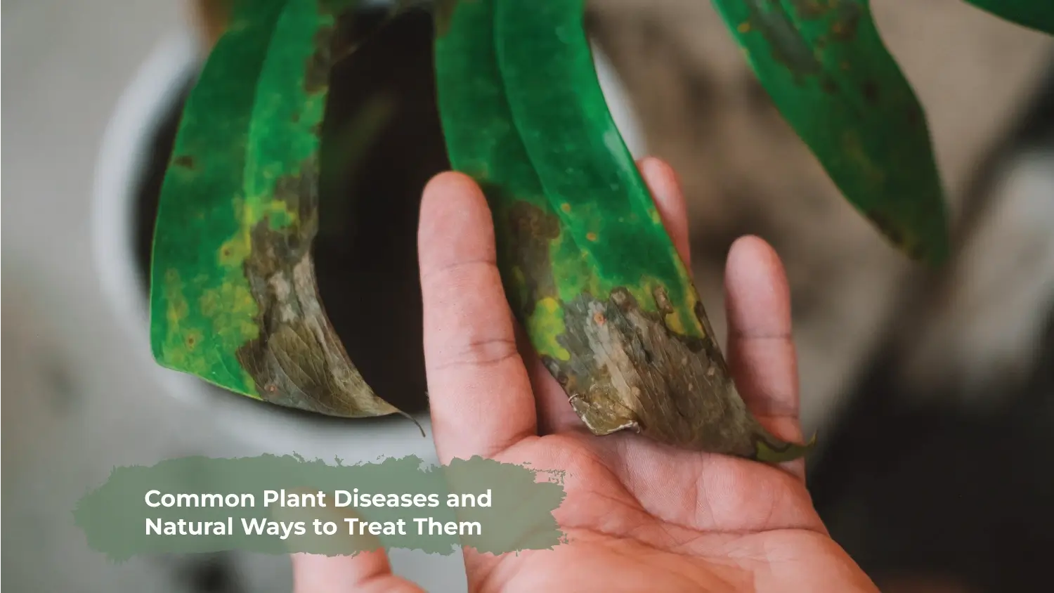 You are currently viewing Common Plant Diseases and Natural Ways to Treat Them