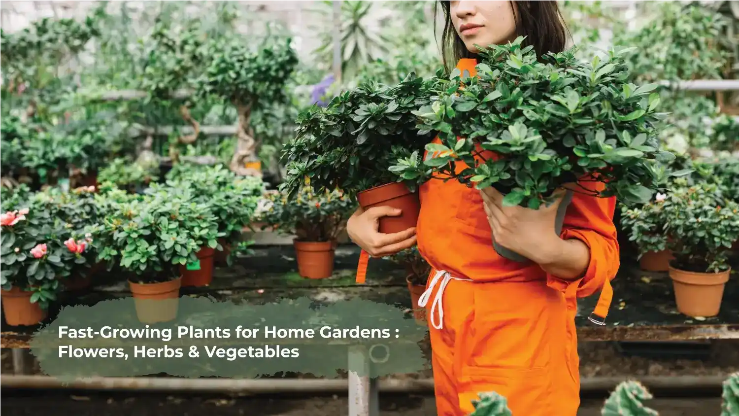 You are currently viewing Fast-Growing Plants for Home Gardens : Flowers, Herbs, and Vegetables