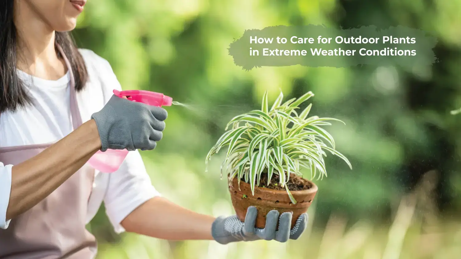 You are currently viewing How to Care for Outdoor Plants in Extreme Weather Conditions