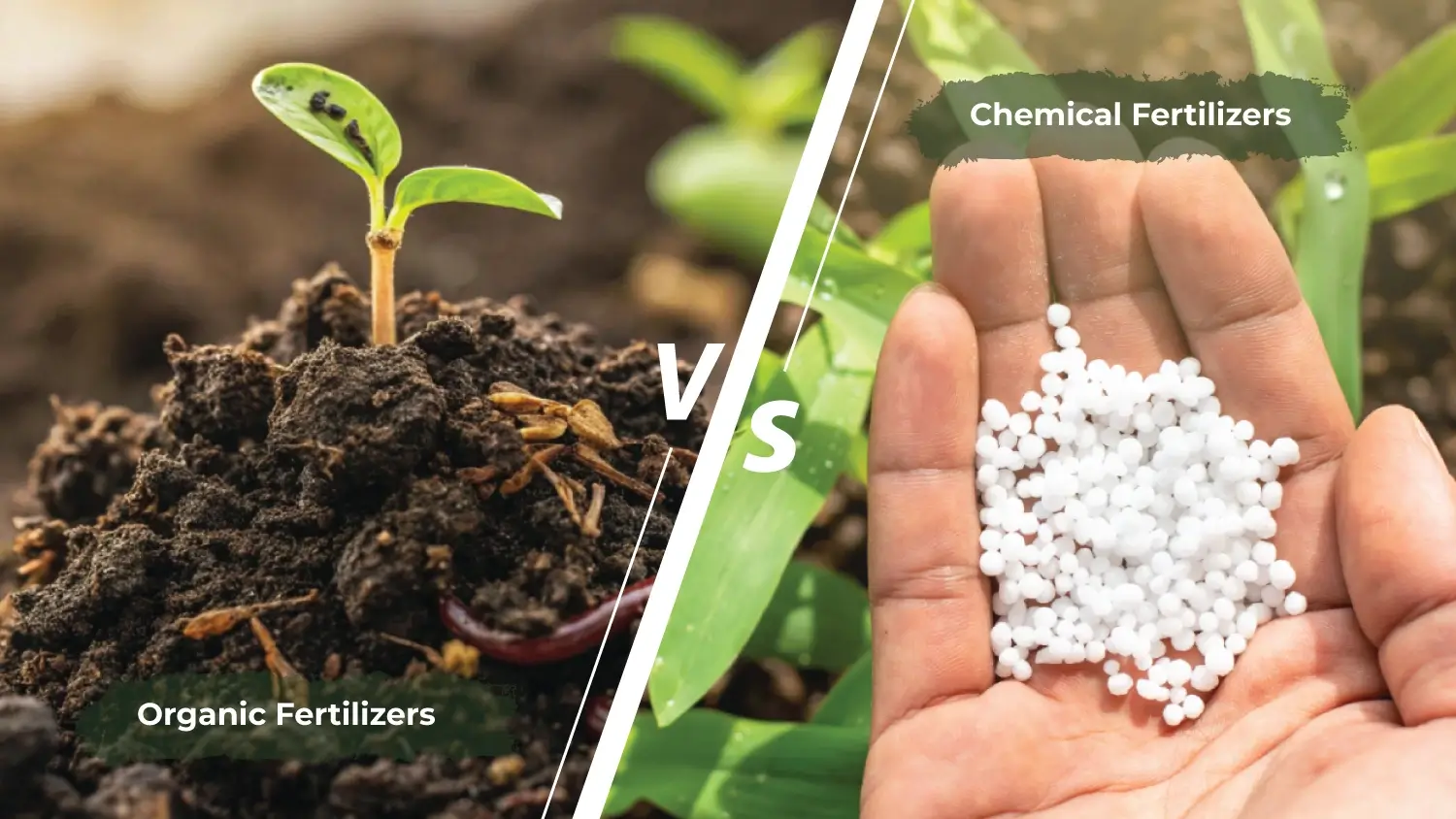 You are currently viewing Organic Fertilizers vs Chemical Fertilizers : Which Is Better?